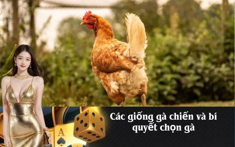 Các giống gà chiến và bí quyết chọn gà