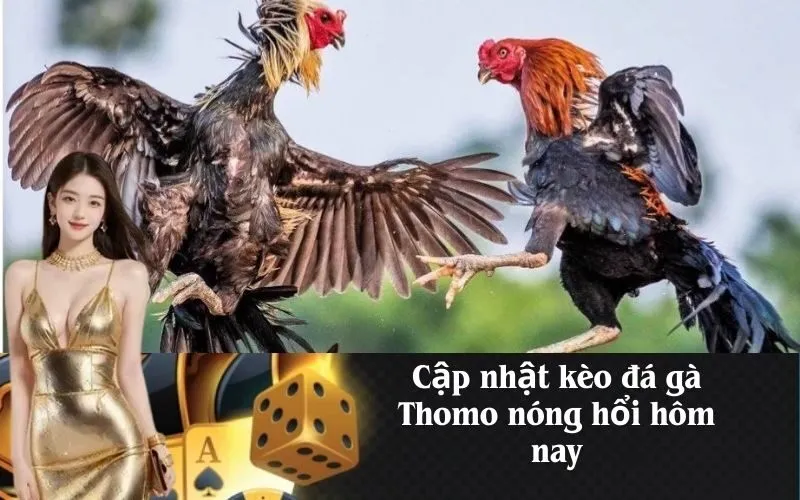 Cập nhật kèo đá gà Thomo nóng hổi hôm nay