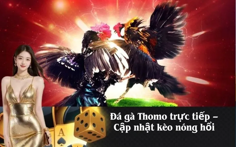 Đá gà Thomo trực tiếp – Cập nhật kèo nóng hổi