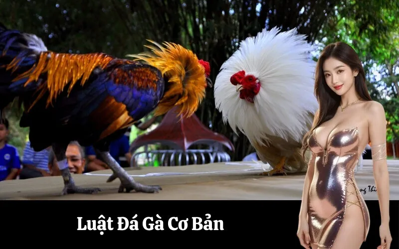 Luật đá gà cơ bản